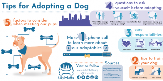 City_Mutts_Twitter Dog Adoption Tips
